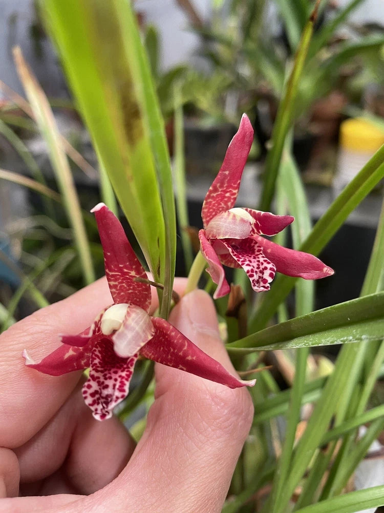 MAXILLARIA TENUIFOLIA Extra Spots/Dark Clone COCONUT ORCHID Orchids