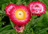 Scarlet Choice Double Strawflower - Pack 100 Seeds - Annual Plant Garden Plants