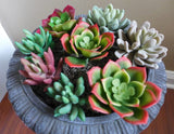8 Artificial mini plants unkillable Succulents Grass Home Garden Decoration Green Plant