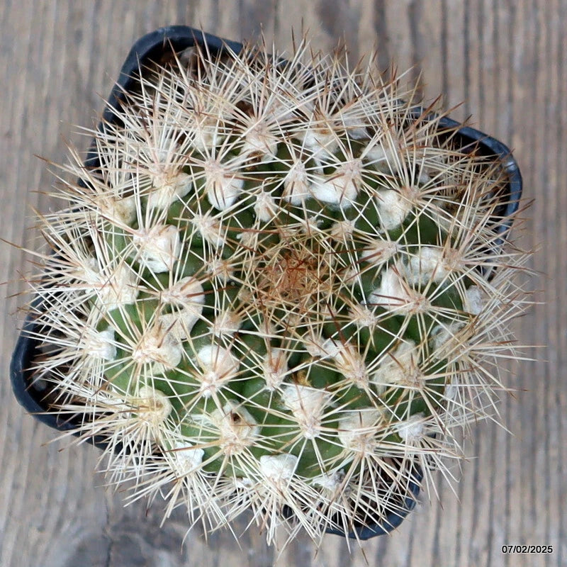 Green barrel cactus plant in black pot with white needle spines