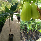 Taiwan Super Green Water Apple Grafted Seedling Free Phytosanitary Grow in Pot Green Plant