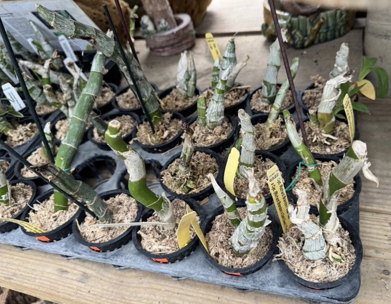 Assorted orchid plants in small pots with green pseudobulbs