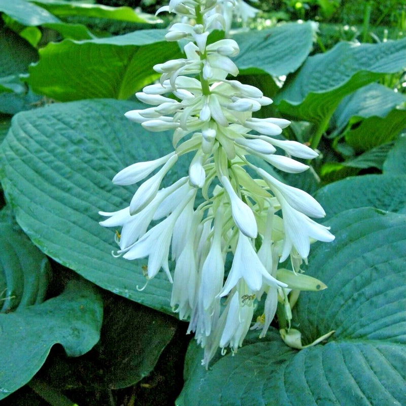 20 SIEBOLDIANA ELEGANS HOSTA SEEDS - very large leaves Garden Plants