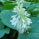 20 SIEBOLDIANA ELEGANS HOSTA SEEDS - very large leaves Garden Plants