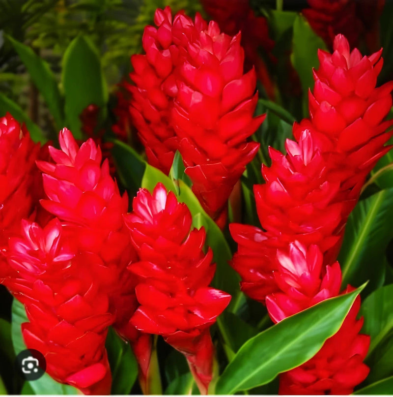 Red flower spikes with green leaves on a flowering plant