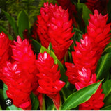 __8oz Magnificent Curcuma Red flower-plant root rhizomes fast grow turmeric GR28 Orchids