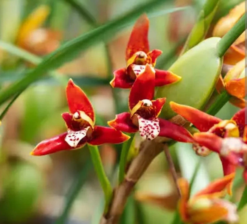 Maxillaria Tenuifolia Coconut scented Orchid Fragrant red Blooming size Orchids