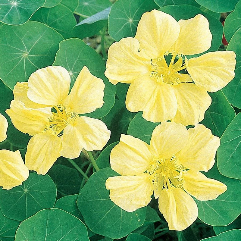 Moonlight Nasturtium Seeds | Creamy Yellow Flowers | Free Shipping | 1197 Flowering Plants