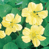 Moonlight Nasturtium Seeds | Creamy Yellow Flowers | Free Shipping | 1197 Flowering Plants
