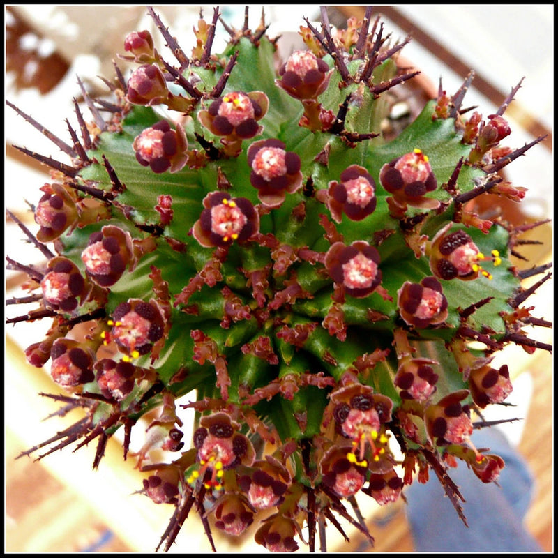 Euphorbia Polygona horrida rare succulent rare african garden plant seed 5 seeds Garden Plants