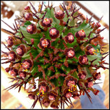 Euphorbia Polygona horrida rare succulent rare african garden plant seed 5 seeds Garden Plants