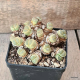 D5553 LITHOPS FULVICEPS AUREA pot10-H7-W11 cm MaMa Cactus Green Plant