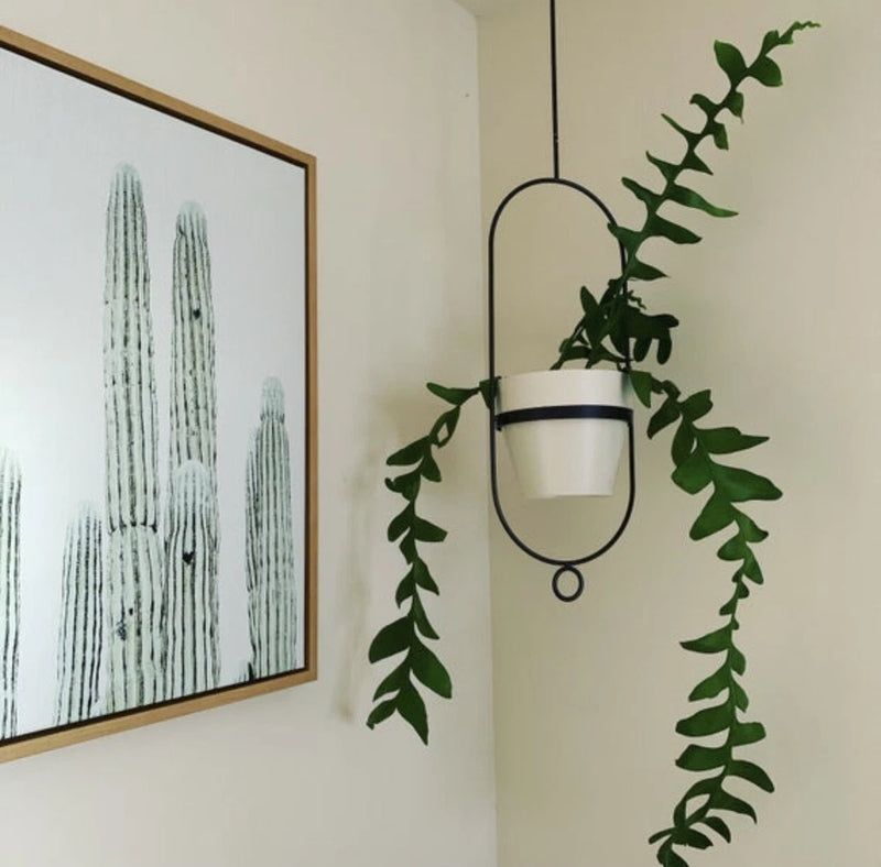 Fern leaf orchid plant cutting with cascading green leaves in a white hanging pot