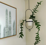 Epiphyllum Fern leaf Orchid plant cutting _one Fresh Cutting) Orchids