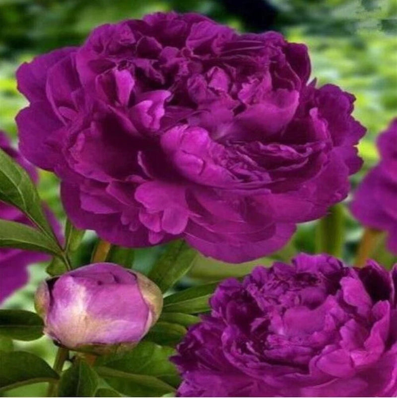 20 SEEDS for Purple PEONIES rare blossom flowering exotic plant bush USA Seller Flowering Plants
