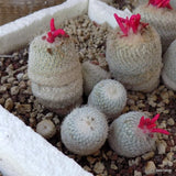 D5506 EPITHELANTHA MICROMERIS F. NEOMEXICANA potX-H7-W10 cm MaMa Cactus Green Plant