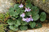 100+ CYMBALARIA KENILWORTH IVY FLOWER SEEDS / PERENNIAL Garden Plants