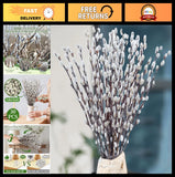 30 Stems Dried Pussywillow Branches - Natural Greenery with White Flowers, 16''- Dried Flower