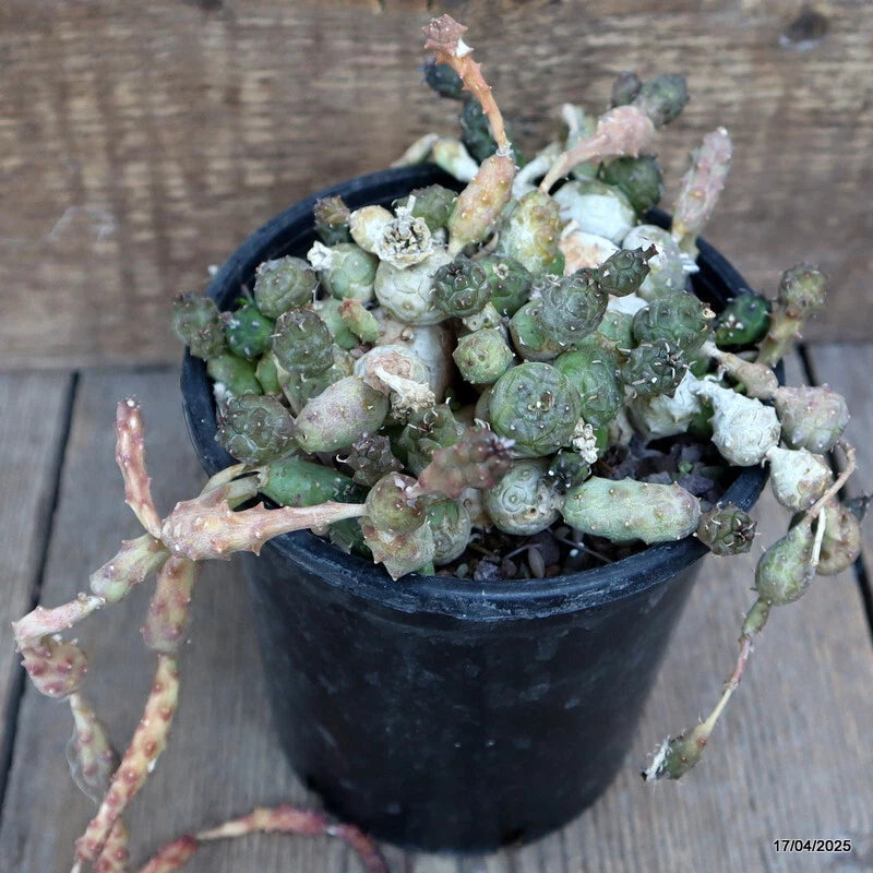 Potted euphorbia cactus plant in small black pot, green clustered stems with reddish tips.
