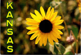 Kansas Sunflower Close-Up Photo Flower Continental Postcard A711 Sunflower