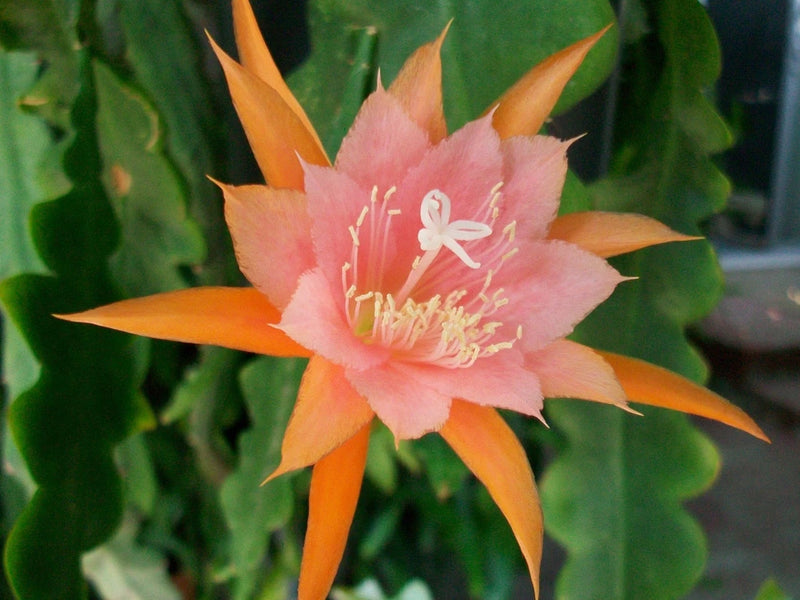 Peach-pink and orange Epiphyllum orchid bloom on cutting with green stems