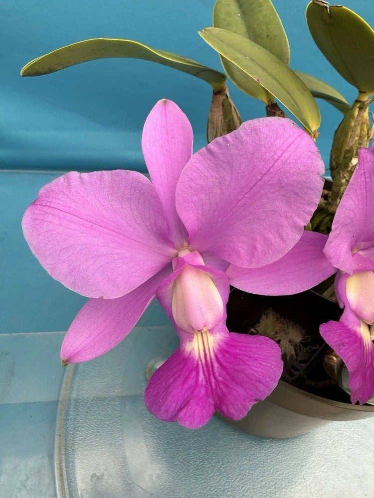 Pink fragrant orchid with multiple blossoms in a pot
