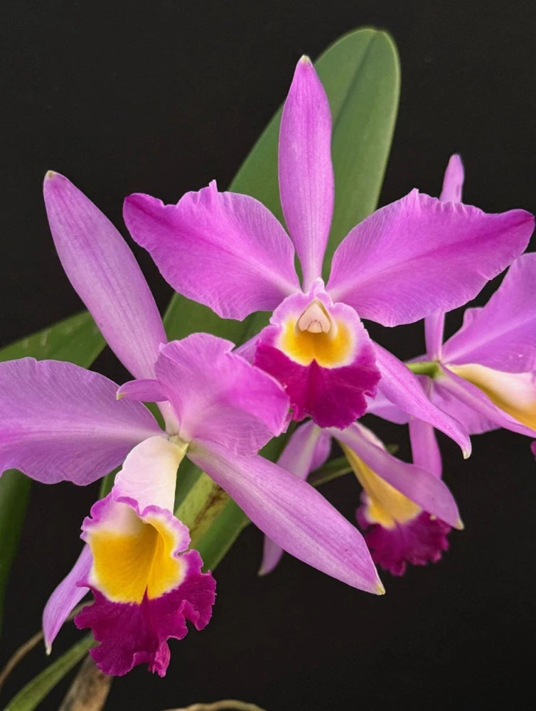 Cattleya elderado 'Mt. Ito' orchid, purple flowers with yellow centers and green leaves