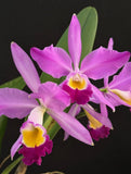 Cattleya elderado 'Mt. Ito' Orchids