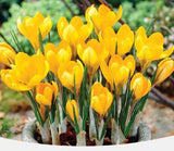 20 SEEDS Sun Yellow CROCUS fragrant flower exotic bush garden plant USA Seller Garden Plants