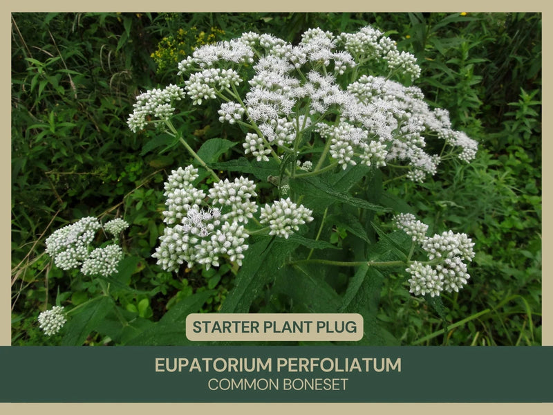 Eupatorium perfoliatum | Common Boneset | Starter Plant Plug Green Plant