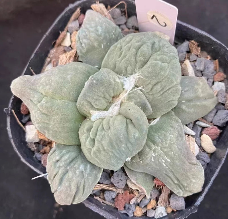 Self-rooted ariocarpus cactus plant in a small pot, thick gray-green rosette leaves