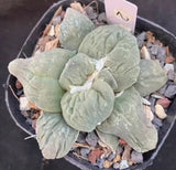 1pcRare Cacti Ariocarpus refusus 'FrumdosusÕ WYSIWYG Self Rooted Boutique Garden Garden Plants