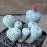 D6818 EPITHELANTHA MICROMERIS MONSTER pot7-H7-W9 cm MaMa Cactus Green Plant