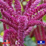 Amaranth Seeds -Amaranthus caudatus Non-GMO Heirloom Garden Garden Plants