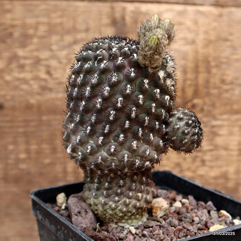 Cactus plant in black pot, dark green pads covered with spines