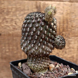 A5505 NEOPORTERIA NAPINA pot10-H11-W9 cm MaMa Cactus Green Plant