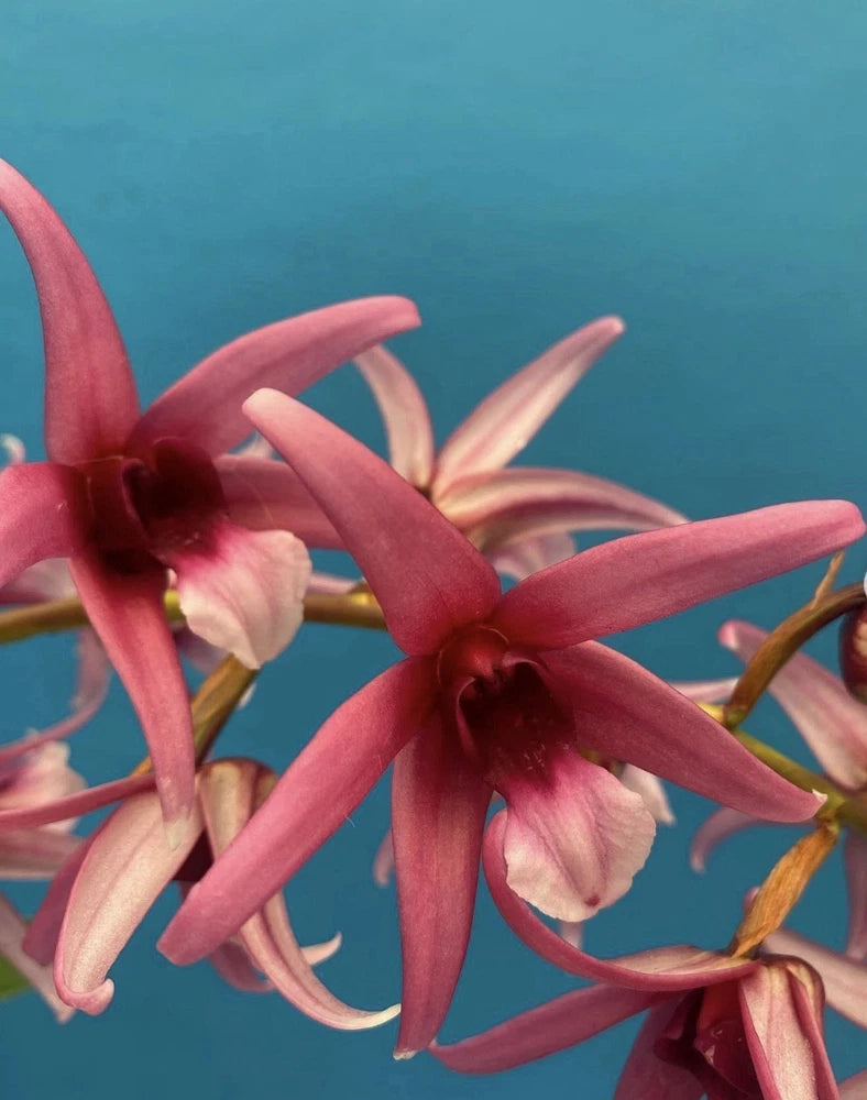 Maroon and pink orchid flowers with curved petals