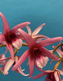 Epigeneium treacherianum 'Anna ChaiÕ AM Fragrant BS Orchid Species 6Ó RePot Orchids