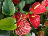 15+ Red Anthurium Flower Seed  / Long Blooming Indoor Houseplant Flowering Plants