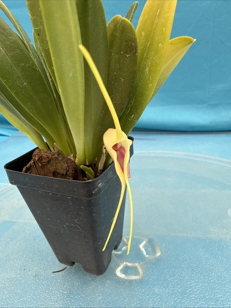 Masdevallia discoidea Cool To Intermediate Orchid Species Yellow Red 2Ó Pot Orchids