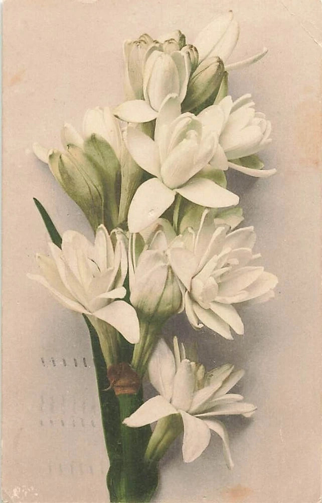 Floral postcard art featuring a bouquet of white lilies with green leaves