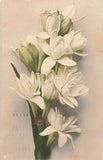 Floral postcard art featuring a bouquet of white lilies with green leaves