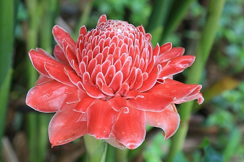Flower Torch Ginger Land Lily Paper Wall Art Home Deco Beautiful 8 x12 New 02 Lily