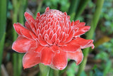 Flower Torch Ginger Land Lily Paper Wall Art Home Deco Beautiful 8 x12 New 02 Lily