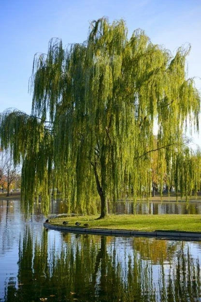 Green Wiping Willow Tree | 3 Bare-root Green Plant