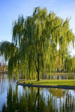 Green Wiping Willow Tree | 3 Bare-root Green Plant