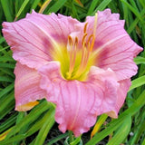 5 NUMNOUS MOMENTS DAYLILY SEEDS -  Hemerocallis 'Numinous Moments' Garden Plants