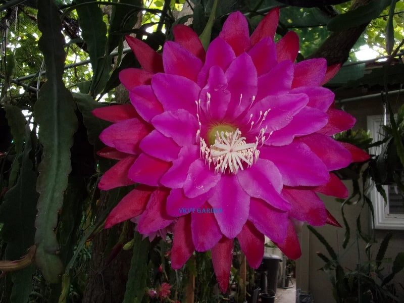 Epiphyllum cutting orchid with large magenta-pink flower and pale stamens
