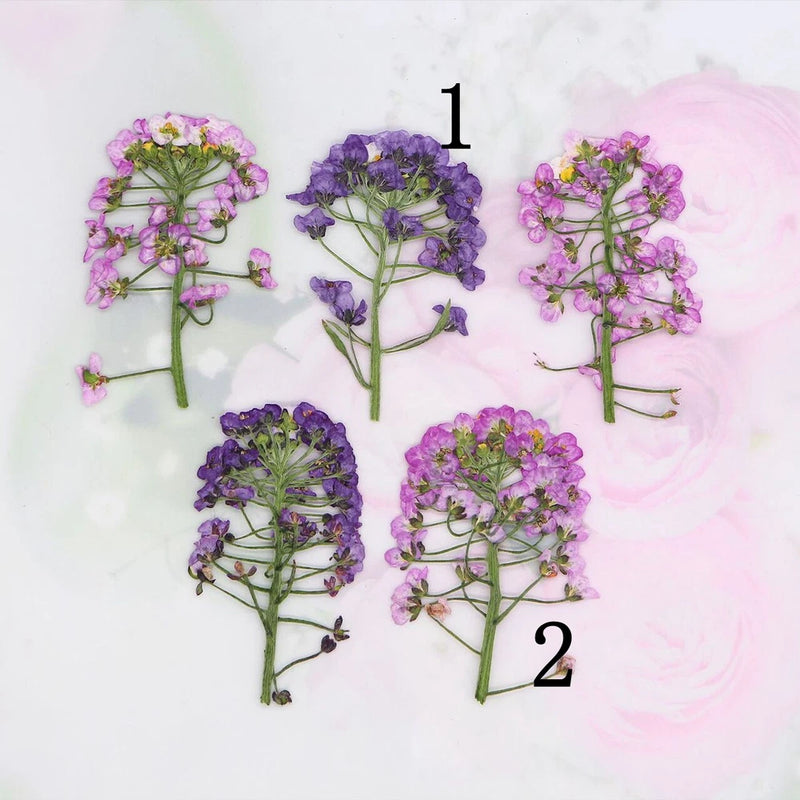 Pressed daffodil flower stems, small purple and pink blooms with leaves (set of 12)