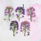 12PCS real Pressed Daffodil y Flowers with leaves stem, 3 natural colors  FSS53 Dried Flower